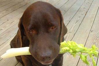The Oldest Living Dog in the World is Vegan