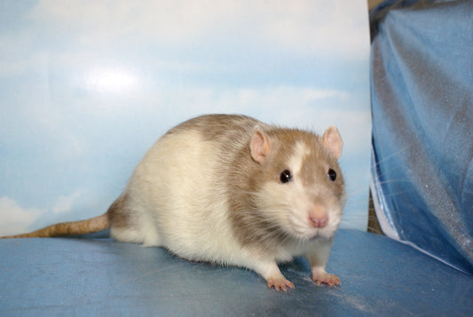 Wild Rodents: Dealing Compassionately with Our Little Neighbors