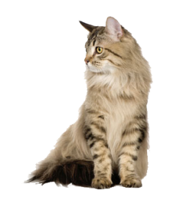 Cat Category Image
