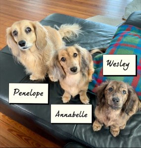 Vegan Dog and Puppies